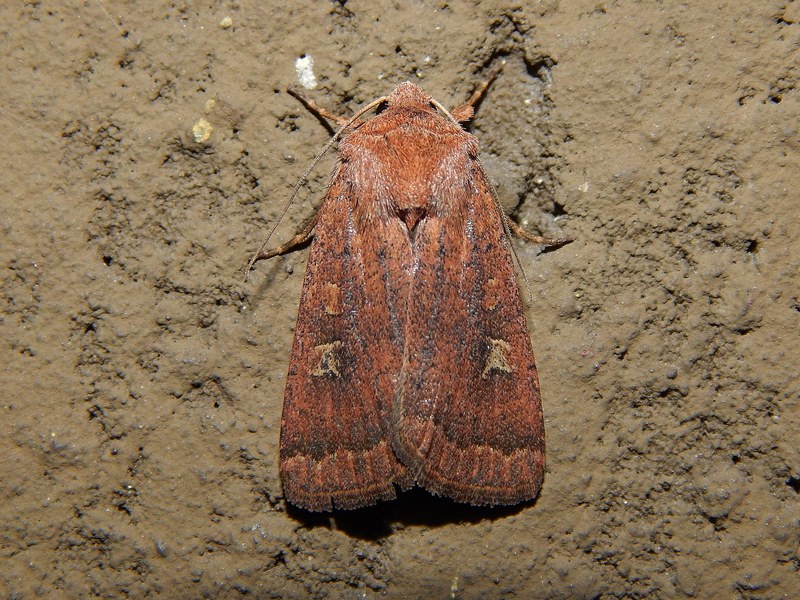 Noctuidae da determinare